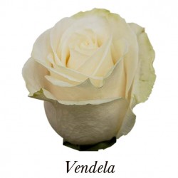 ROSA ECU VENDELA CREMA 40 CM X25 