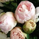 PEONIAS