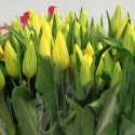 TULIPANES / RANUNCULOS