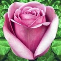 ROSAS CORTAS 40 CM