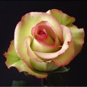 ROSAS LARGAS 50/60/70/80 CM