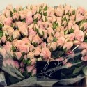 ROSAS HOLANDA