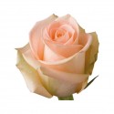 ROSAS CORTAS 40 CM