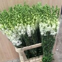 ALHELI / ANTHIRRINO / DELPHINIUM